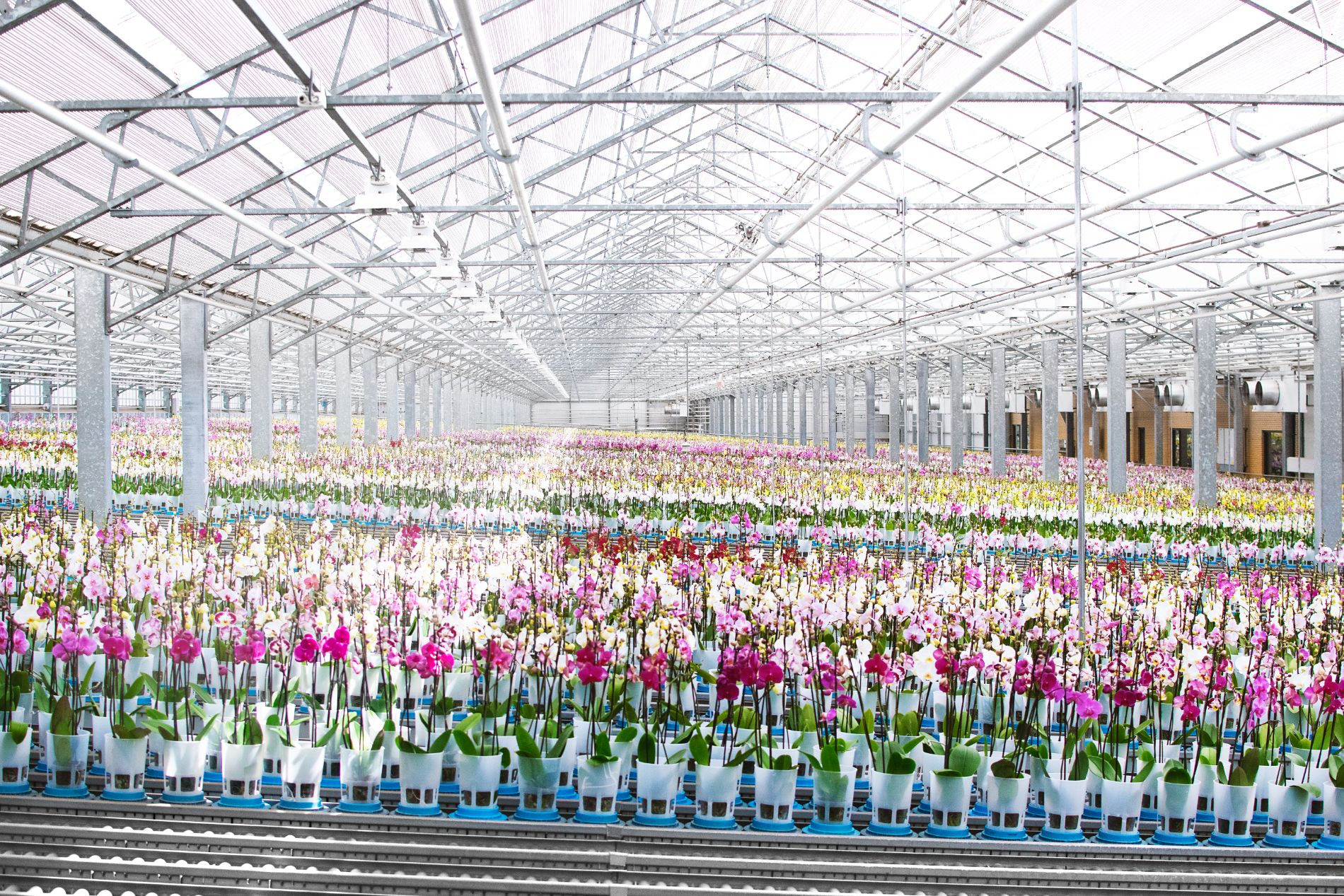 Maarel Orchids Maasdijk