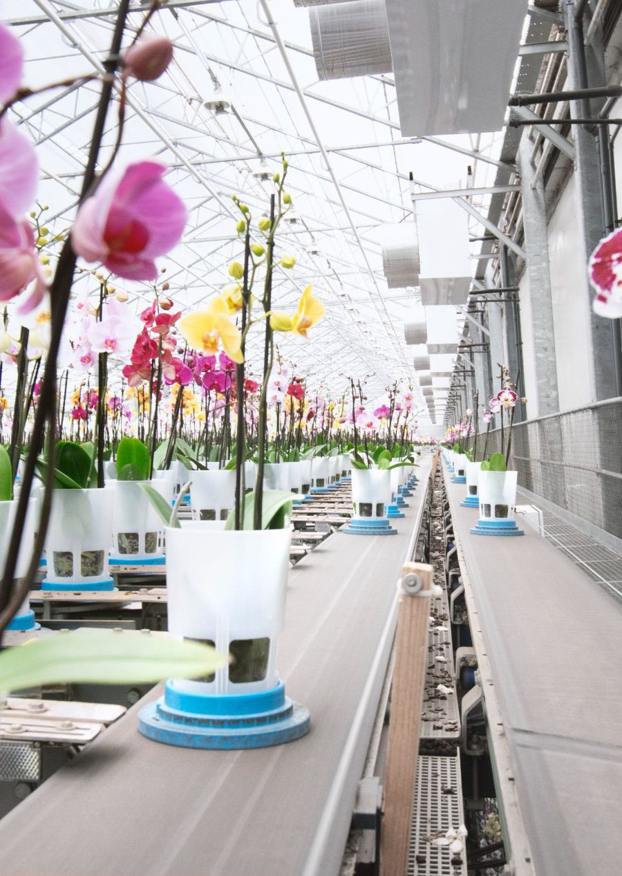 Maarel Orchids Maasdijk