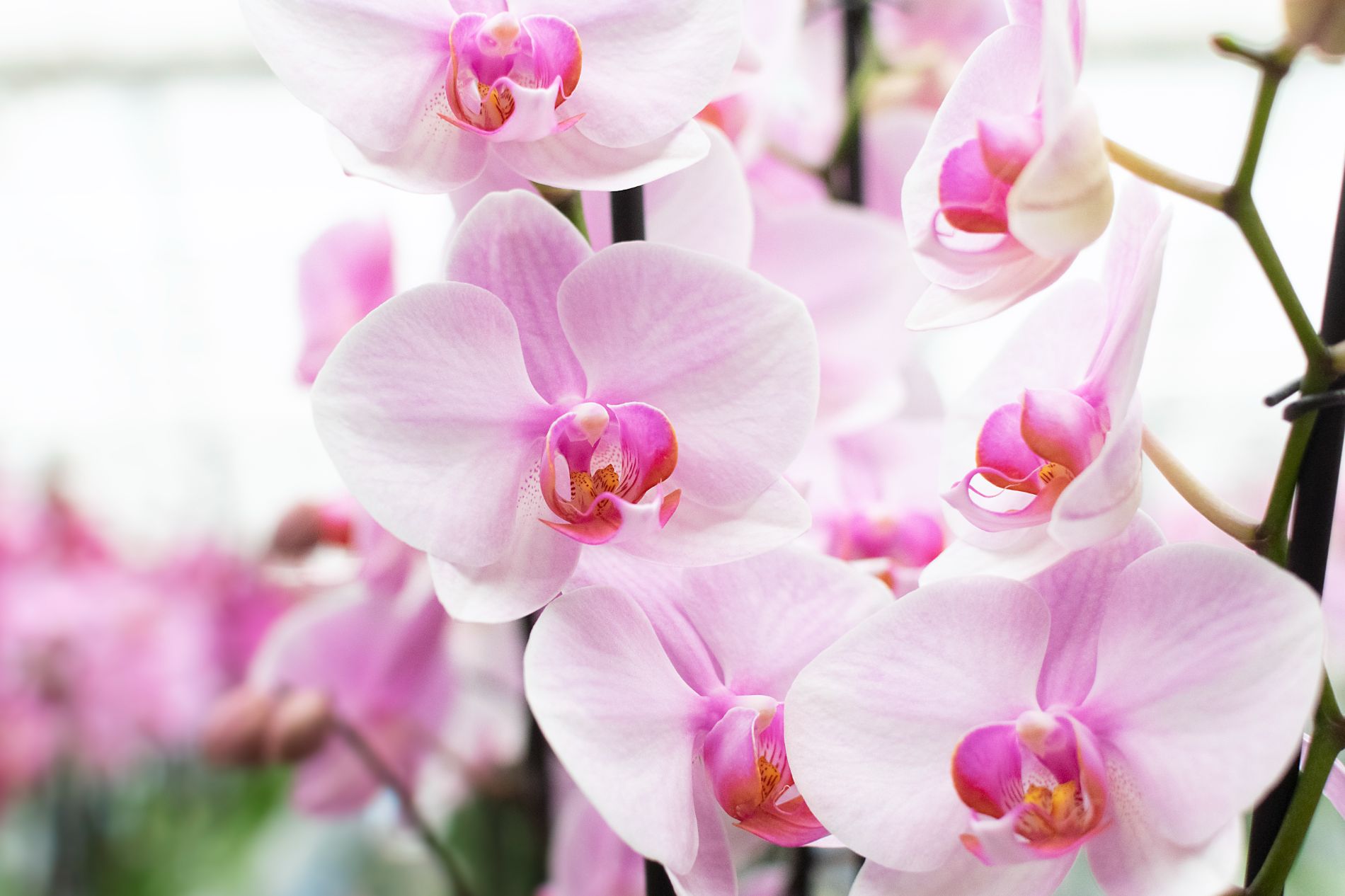 Maarel Orchids Maasdijk