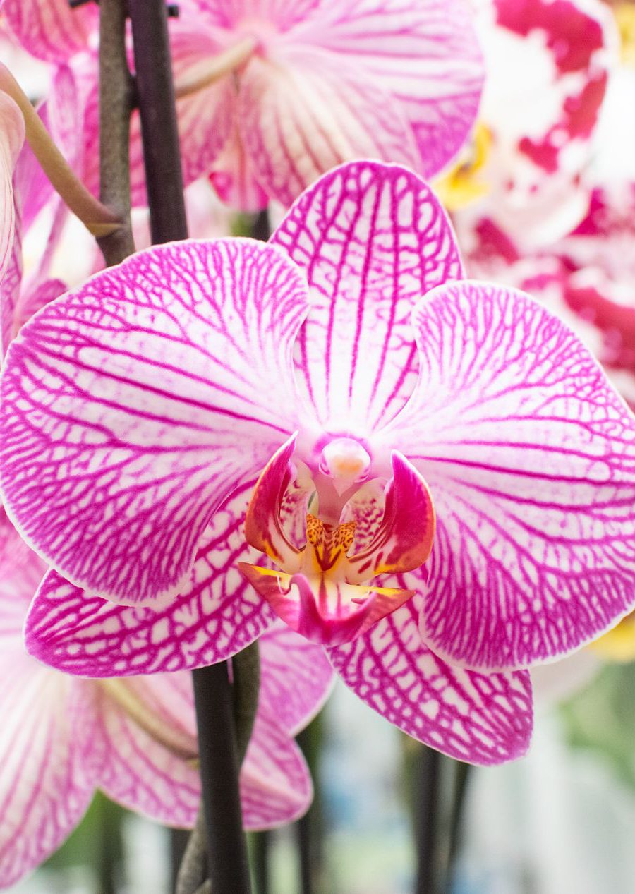 Maarel Orchids Maasdijk