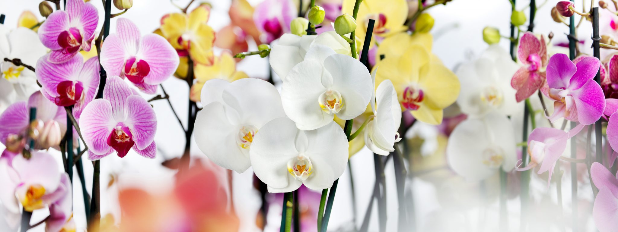 Maarel Orchids Maasdijk Orchideeën