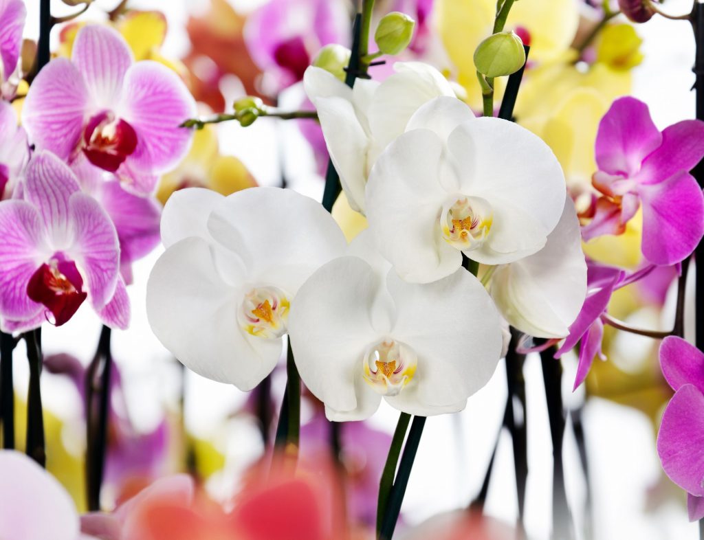 Orchidée : entretien et conseils