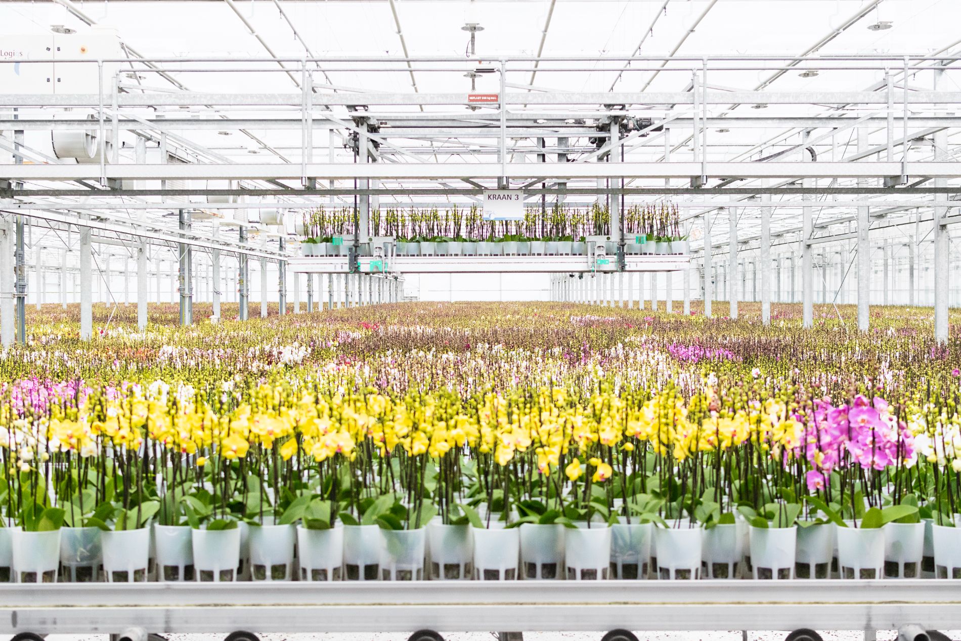 Maarel Orchids Maasdijk Orchideeën