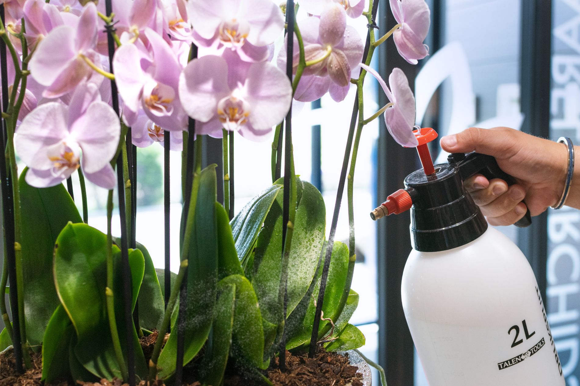 Maarel Orchids Maasdijk Orchideeën