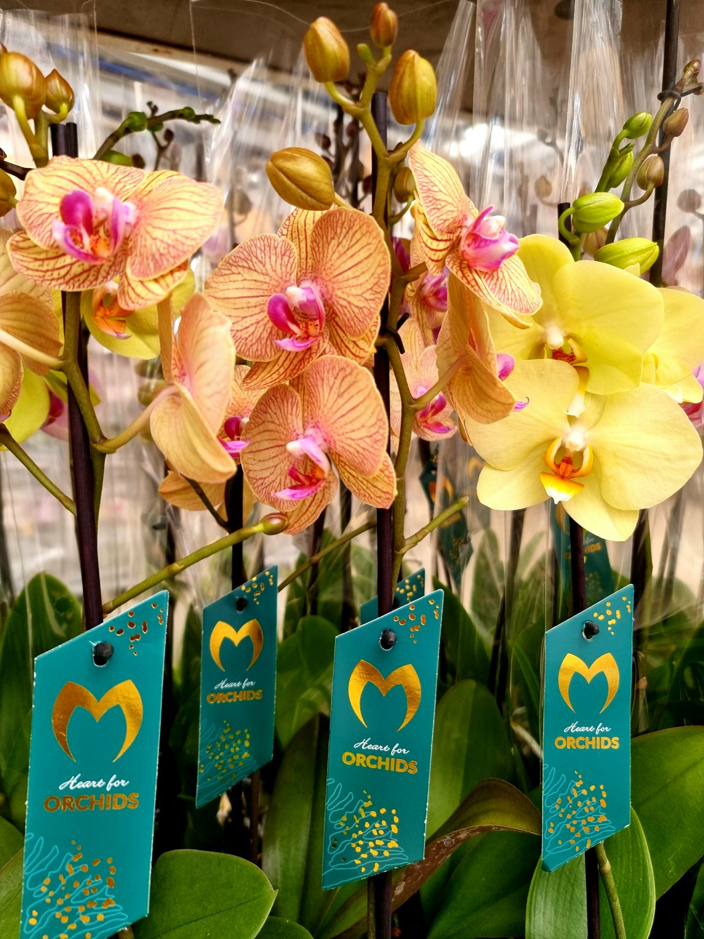 Hoe herken je een Maarel Orchid?